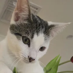 Linguini the cat