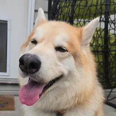 Maliyah the dog